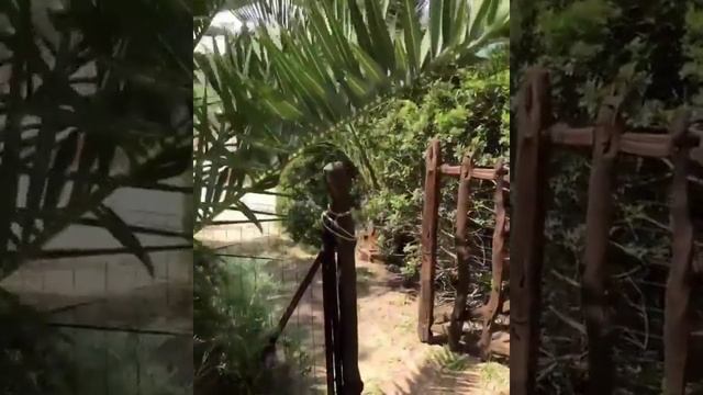 Яркие моменты из отпуска Максима Галкина и Аллы Пугачевой в Италии