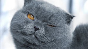 ПОРОДЫ КОШЕК: ШОТЛАНДСКАЯ ВИСЛОУХАЯ