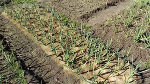 Как ВЛИЯЕТ, если ЧЕСНОК на зиму накрыть листьями ИЛИ опилками! И, если не укрывать вообще!?