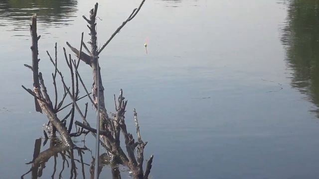 КЛЮЁТ НО НЕ БЕРЁТ, ЧТО С РЫБОЙ? ПЕРВАЯ РЫБА В 2023 ГОДУ. РЫБАЛКА НА КАРАСЯ В ИЮНЕ. МОИ НЕРВЫ НА НУЛ