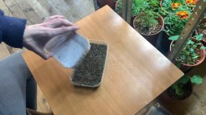 Микрозелень брокколи! Как вырастить? Как посадить брокколи рапини?