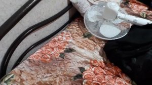 5 эффективных способов уничтожить постельных клопов в квартире