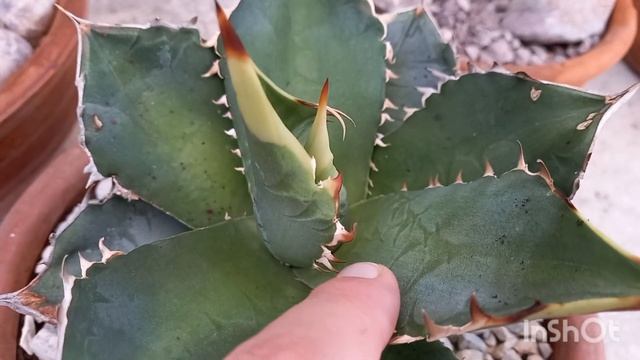 Моя Коллекция Агав?2 года спустя! #мояколлекция #agave