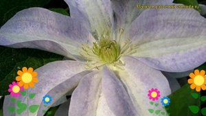 Клематис гибридный Юкикомаши. Краткий обзор, описание характеристик clematis Yukikomachi