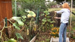 Сбор урожая тыкв