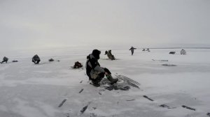 Ловля окуня на балансир по первому льду на Черемшане
