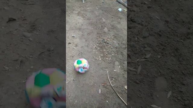 Туркменский алабай играет с малышом