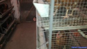 ??Покупать или делать самому! Клетки для несушек! Конструкция клеток!