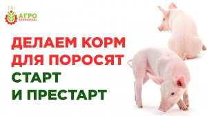 Как сделать самим корм для поросят  старт и престарт до отъема от самки и после.