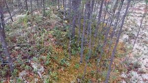 Забытые способы ориентирования. По микрорельефу