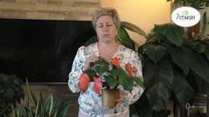 КАК ПРАВИЛЬНО ЗАНЕСТИ В ДОМ КОМНАТНЫЕ РАСТЕНИЯ ПОСЛЕ УЛИЦЫ/БАЛКОНА!