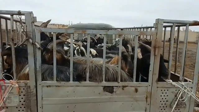 Шымбай / 2023/5 февраль /ешки/кой/базар/арзан/болды/ гиссар/кошкарлар/ мал базар шымбай /