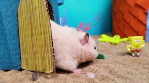 Приключения Хомы! \\ Хомячок ХОМА Проходит лабиринт "Губка БОБ, квадратные штаны"