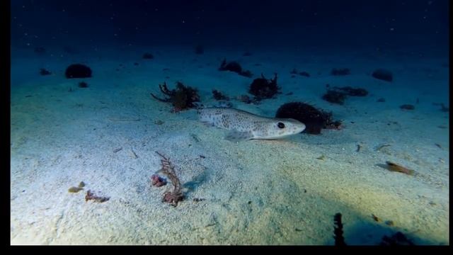 Relaxing Music For Stress Relief, Anxiety and Depressive States#Stress Reduction смотреть онлайн