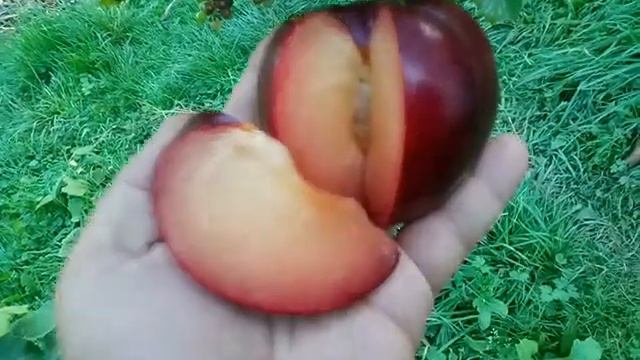 Самая крупная диплоидная слива в мире сорт Бербанк Гигант(plum Berbank Gigant). Дегустация смотреть онлайн