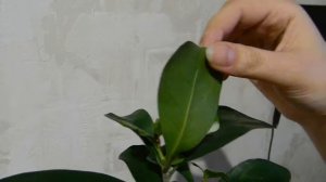 Фикус кратеролистный. Основное отличие от фикуса треугольного.