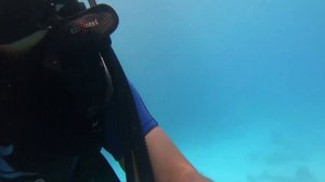 Дайвинг в поисках Акулы  Египет Шарм-эль-Шейх Красное море