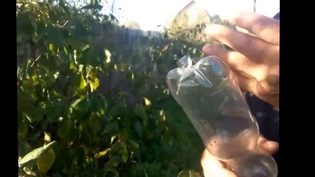 Простое приспособление для сбора вишни, черешни, крыжовника и др. удобно! смотреть онлайн