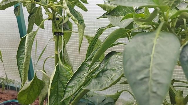 Начинаю собирать урожай перца! Перец Вельможа! Ленинградская область.