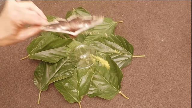 Бабочка павлиноглазка грушевая смотреть онлайн