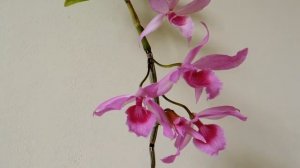 Dendrobium Adastra 'Red Rose' (aphyllum x anosmum) - primary hybrid orchid