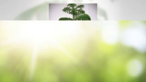 АРАУКАРИЯ | Все секреты по уходу в домашних условиях