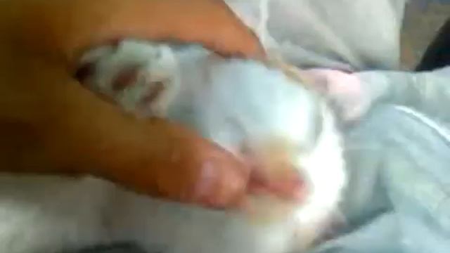 Кошка-Лизун смотреть онлайн