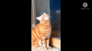 Сборник старых видео Симбочки старшего.