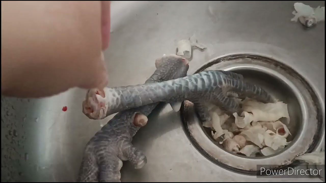 Бресгальская порода кур. Вес тушки. смотреть онлайн