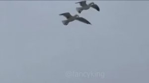 Мем My Name is Giovanni Giorgio. (seagull standing on flying seagull) (Джованни Джорджио)