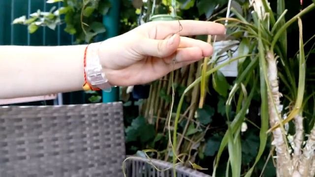 диоскорея месксикана ( Dioscorea Mexicana ) - редкие пахикаульные, редкие каудексы