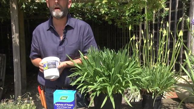 HOW DO I MAKE MY AGAPANTHUS FLOWER смотреть онлайн