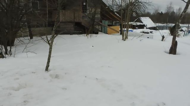 РАЗМЕР ЧИХУАХУА с весом 2,5 - 3 кг/ Барон на лещине / ФАЗАНЫ , куры / Миша ест перепелку / ЗСЛ Барс смотреть онлайн