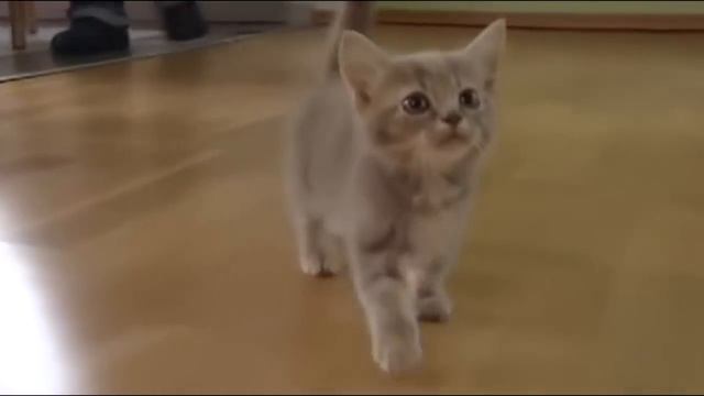 Guia rápido: Munchkin смотреть онлайн