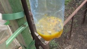 пчелы или мухи?Что размножать .Простое решение