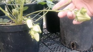Клубника сорт Аврора Карима продолжение🍓🍓🍓🍓🍓