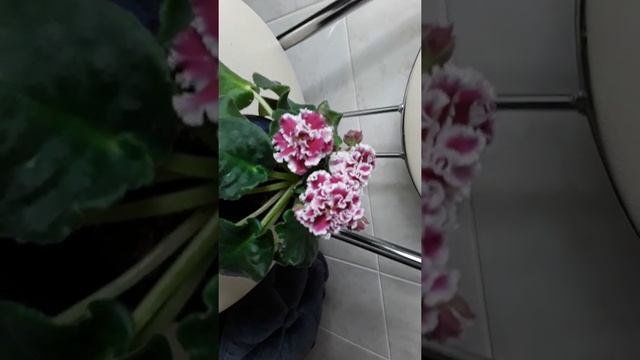 Фиалка ПТ Катерина смотреть онлайн