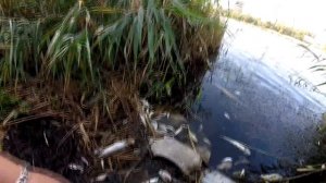 ДОНЕЦК.р. КАЛЬМИУС ЧТО С РЫБОЙ