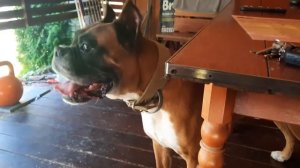 ? Наше первое знакомство с Немецким Боксером Марселем