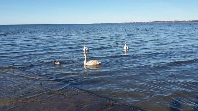 Таллинн.Променад вдоль моря.Финский залив,памятник Русалка.Куда сходить в Таллинне.Влог из Эстонии