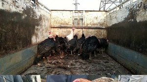 🌟 15 кг Индюк 🦃 ⭐Брама хуроз товук 🐓 Гоз 🦆 куян 🐇 нархлари 👍