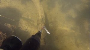 Подводная охота в коряжнике