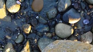 Ловим на побережье под камнями маленьких крабов. White Rock, BC, Canada