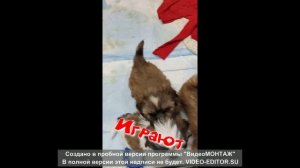 Щенки Ши - Тцу