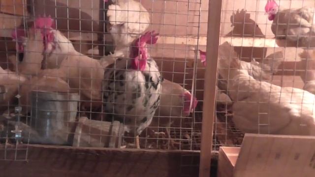 Свиноводство. тёплая глубокая подстилка смотреть онлайн