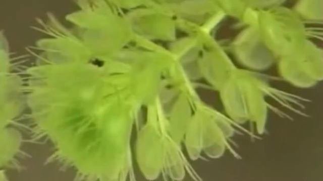 10 Растений от Которых Лучше Держаться Подальше