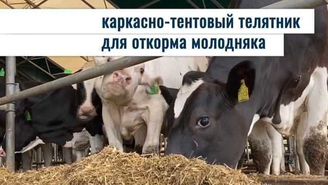 Телятник для откорма молодняка КРС