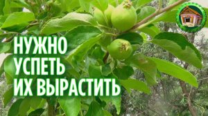 Наш новый сад. Яблони и груши в нашем саду. 291 серия