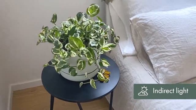 The Great Debate Over Pothos Pearls and Jade & Snow Queen| Epipremnum aureum смотреть онлайн