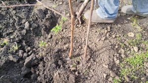 Пересадка яблони на новое место весной.